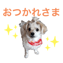 [LINEスタンプ] ちゃまちゃまスタンプ パート2