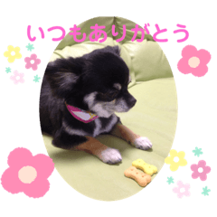 [LINEスタンプ] うちのアンナ3です❣️