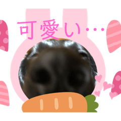 [LINEスタンプ] わんちゃん！！可愛い