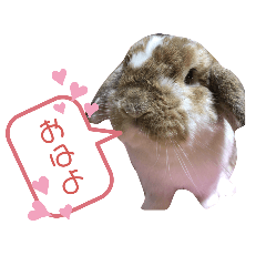 [LINEスタンプ] 幸兎くんのスタンプ