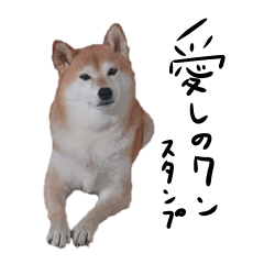 [LINEスタンプ] 愛しのワンスタンプ 柴犬