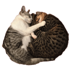 [LINEスタンプ] ねこ〜くろ・しろ〜