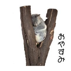 [LINEスタンプ] 癒される動物ちゃんたち
