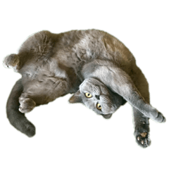 [LINEスタンプ] しんめんちのネコ