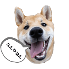 [LINEスタンプ] 柴犬かん太