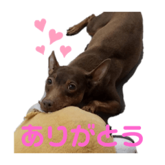 [LINEスタンプ] ミニチュアピンシャーのジャック