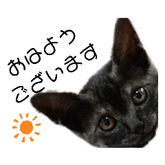 [LINEスタンプ] 我が家の愛猫⑤