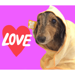 [LINEスタンプ] 我が家のお犬様^ ^