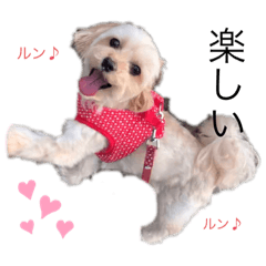 [LINEスタンプ] マルプーのきなこちゃん❤️