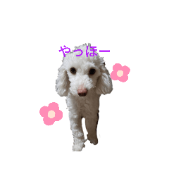 [LINEスタンプ] 私のかわいい犬のスタンプ