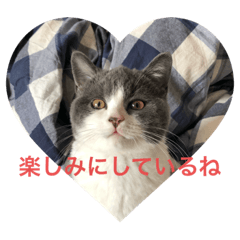 [LINEスタンプ] にゃんこ使える日常スタンプですよ