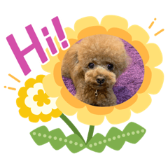 [LINEスタンプ] トイプードル モカちゃん