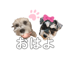 [LINEスタンプ] ミニチュアシュナウザーごましお2 修正版