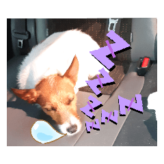 [LINEスタンプ] のんちゃんの日々