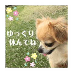 [LINEスタンプ] たれみみチワワのまろん