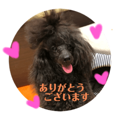 [LINEスタンプ] チョコ＊銀＊エマ
