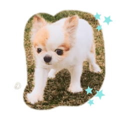 [LINEスタンプ] チワワのキョロちゃん❤︎