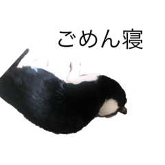 [LINEスタンプ] ネーコーズ