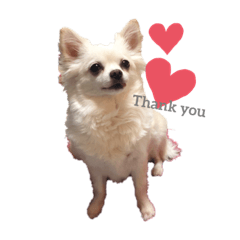 [LINEスタンプ] 大好きけんちゃん