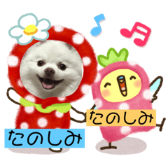 [LINEスタンプ] ポメコロちゃん