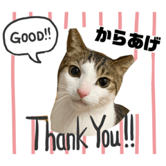 [LINEスタンプ] からあげは猫の名前です。part2
