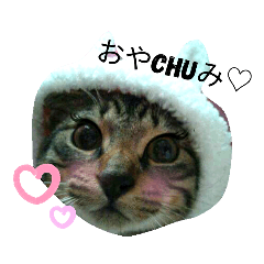 [LINEスタンプ] 愛しの保護ニャンコのスタンプ