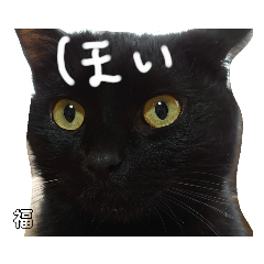 [LINEスタンプ] うちの黒猫の福ちゃん⑦