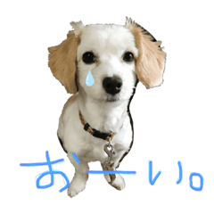 [LINEスタンプ] マルックスのまーるとたまにシロ