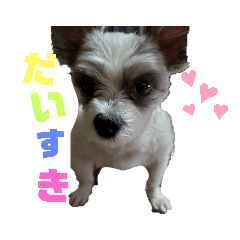 [LINEスタンプ] 愛犬TOI