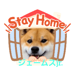 [LINEスタンプ] 柴犬ジェームスjr.3