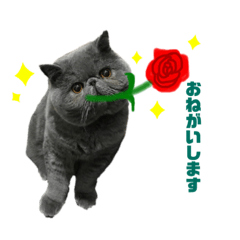 [LINEスタンプ] こんぶ＆ひじきエキゾチックショートヘア