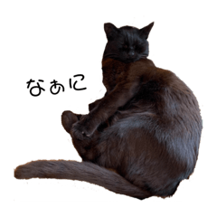 [LINEスタンプ] ねーこのおはぎ♪