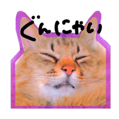 [LINEスタンプ] 本当は仲良いんだよね