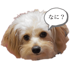 [LINEスタンプ] チワプー レンくん