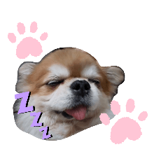 [LINEスタンプ] やまとのスタンプ(寝てるシリーズ)