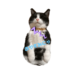 [LINEスタンプ] にゃんにゃんぶらざーず