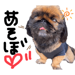 [LINEスタンプ] ペキニーズ まろ