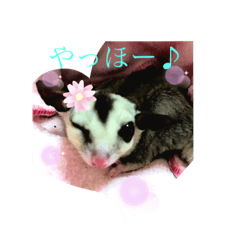[LINEスタンプ] モモンガ〜スタンプー✨