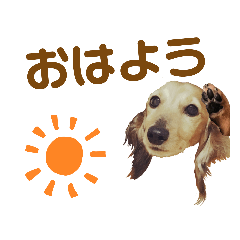 [LINEスタンプ] ミニチュアダックスLalaちゃん