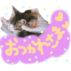 [LINEスタンプ] 可愛い 子猫 (ジル＆ミケ)
