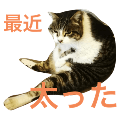 [LINEスタンプ] 京急三崎口猫駅長No3