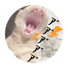 [LINEスタンプ] ねこの日常(茶トラとはちわれ 3 )