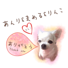 [LINEスタンプ] チワワのあんり＆まめる＆りんこ