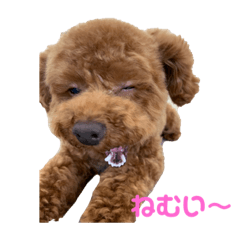 [LINEスタンプ] トイプードルのぷぅとトイ