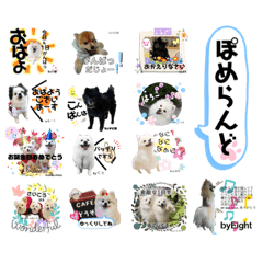 [LINEスタンプ] ポメちゃんランド