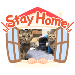 [LINEスタンプ] うちの猫ちゃんです