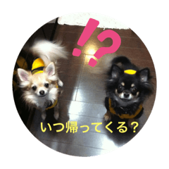 [LINEスタンプ] しろさんくろさん チワワスタンプ
