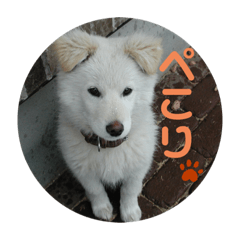 [LINEスタンプ] 愛犬スタンプ：小次郎