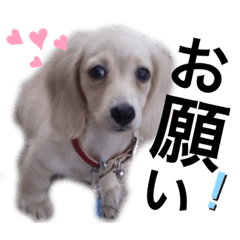 [LINEスタンプ] かじやま家の愉快な仲間たち(新)