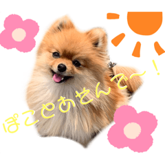 [LINEスタンプ] 愛しのぽこちゃんスタンプ